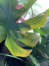 Monstera brown spots on stem. Tiny Brown Spots On Monstera Almost Freckle Like Could You Please Help Resolve Thank You Plantclinic