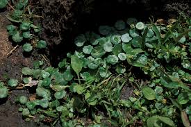 Image result for Hydrocotyle mannii