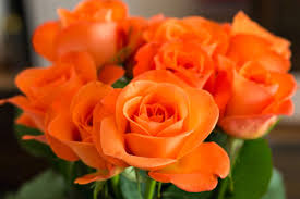 His rose uses a twisting maneuver that makes the petals look like they curl out from the center of the flower. 15 Varieties Of Roses To Consider For Your Garden