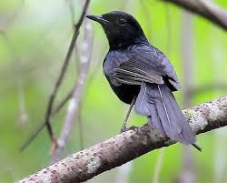 Tips membedakan decu kembang jantan dan betina, decu kembang jantan memiliki warna bulu itam pekat warna perut putih. Mengenal Dua Jenis Burung Kacer Lutung Om Kicau