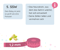 5 Ssw Schwangerschaftswoche