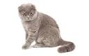 What are the health problems with Scottish Fold cats ...