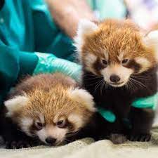 The Results Are In You Voted To Name One Of Our Red Panda Cubs Zeya Meaning Success In Burmese The Second Red Panda Cu Baby Animals Red Panda Baby Panda Art