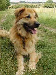 German Shepherd Pics Mixed Breed Dogs Beautiful Dogs Big Dogs