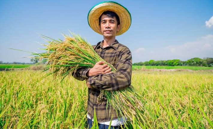 Climate change may cut rice harvests twice as much as predicted - Earth.com
