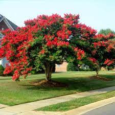 Explore littlegemtrees' photos on flickr. Dynamite Crape Myrtle Plantingtree