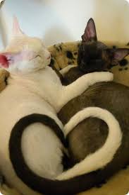 Cat Body Language What Do Tail Twitching And Chin Rubbing Mean Cattime Cats And Kittens Cats Cute Cats