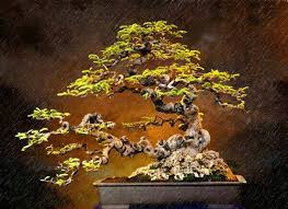 How to take proper care of your indoor bonsai tree. Tamarind Bonsai Bonsai Tree Bonsai Styles Bonsai