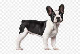 Worldwide shipping available at society6.com. Perro Chico French Bulldog 3 Months Old Clipart 4266808 Pikpng