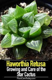 Haworthia Retusa Care Learn How To Grow The Star Cactus Small Cactus Plants Perennial Plants Cactus Garden