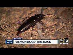 It is one of the largest beetles in north america. Palo Verde Beetle Is Ugly But Harmless The Arizona Report