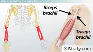 The biceps is a muscle on the front part of the upper arm. Muscular Function And Anatomy Of The Arms Major Muscle Groups Clep Class Video Study Com