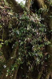 Image result for Astropanax abyssinicus