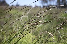 Image result for Eriochloa procera