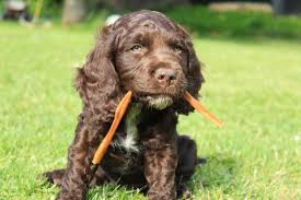 Der akc führt die rasse wegen einer möglichen anerkennung seit dem 10. Wachtelhundvermittlung Verein Fur Deutsche Wachtelhunde Infos Zum Thema Wachtelhund