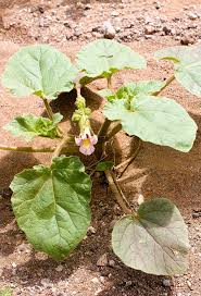 Image result for Psydrax parviflora