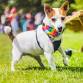 Woofstock 2026