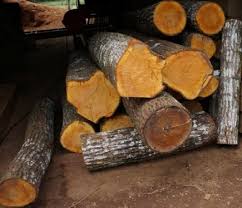 Image result for Cedrela