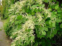 Renouee Du Japon Renouee Du Japon Paysagiste Plante Ornementale