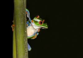 Pin On Frogs In A Dream