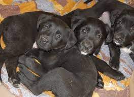 To donate towards douglas and other animals who need our care: Galleries Spca Knysna Plett Herald