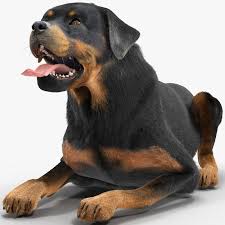 Max Rottweiler Pose Fur Rottweiler Poses Fur