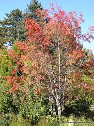 Image result for bigtooth maple