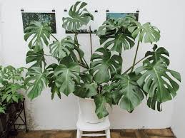 Reduce watering in the winter to prevent waterlogging your plant. Monstera Deliciosa Swiss Cheese Plant Hurricane Plant Guide Our House Plants