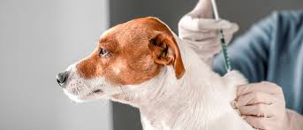 Experten empfehlen | auch haustiere sollten gegen corona geimpft werden die forscher warnen vor einem „erheblichen langzeitrisiko durch hunde und katzen foto: Warum Welpen Impfen Lassen Royal Canin De Royal