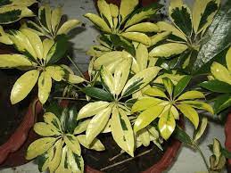 Most customers that call cisco technical support for spanning tree problems suspect a bug, but a bug is seldom the cause. Umbrella Plant Schefflera Heptapleurum Guide Our House Plants