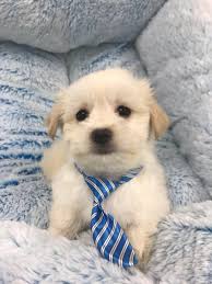 Thinking a maltese mix might be the perfect dog for your home? Maltese And Havanese Pet S Friend Store In Alliston Ontario