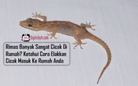 Kalau tidak malas, aku akan memakai celana dalam dan bra atau gaun malam saja tanpa celana dalam dan bra. Rimas Banyak Sangat Cicak Di Rumah Ini Cara Elakkan Cicak Masuk Ke Rumah Anda