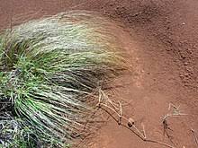 Image result for Eragrostis volkensii