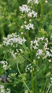 Image result for Galium