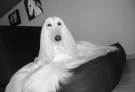 Black And White Hound Dog Love Black White Photos Afghan Hound Hound Dog Dog Gifs