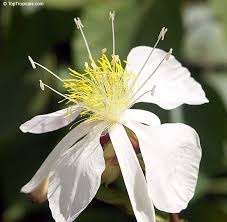 Image result for Clappertonia ficifolia