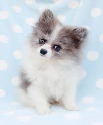 10 Charming Comical And Sweet Pomeranian Ideas Teacup Pomeranian Pomeranian Puppy Puppies