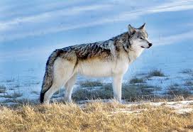 For a list of all species in the canidae family, several of which are named wolves, see list of canids. Save The Wolves Save The Wild Brave New Wild Wildearth Guardians
