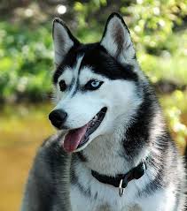 Husky Les Plus Belles Photos De Ce Chien D Exception Husky Dogs Husky Pure Breed Dogs