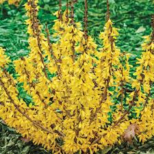 Spring Hill Nurseries 1 Gal Proven Winner Sugar Baby Dwf Forsythia Live Deciduous Plant Yellow Flowers With Green Folia Spring Hill Nursery Forsythia Shrubs