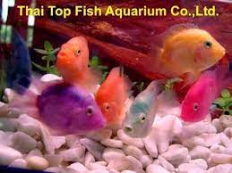 Check spelling or type a new query. Blood Parrot Care Sheet Parrotcichlid Com