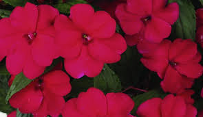 New guinea impatiens infected with rhizoctonia. Culture Report New Guinea Impations Sunstanding Series Greenhouse Product News