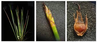 Image result for Ascolepis densa