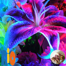 Royal Blue Lily Flower Bulbs Not Lily Seeds Rare Flower Bulbs 2 Bulbs Bonsai Flower Lily Seeds Lily Flower Seeds