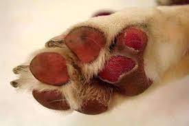 Ways To Protect Your Dogs Paws From Hot Pavement