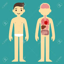 Stylized Human Body Anatomy Chart Skeletal Muscular Circulatory