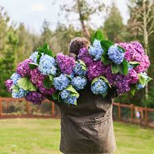 Image result for Hydrangea