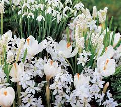 That's why it's so important to get them off to a good start. White Flower Collection Of 4 Early Spring Bulbs White Flower Farm