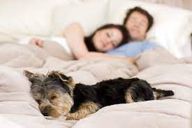 Should You Let Your Dog Sleep In Your Bed Hill S Pet