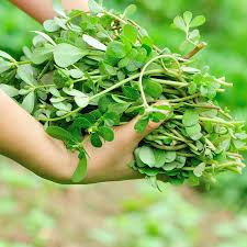 Résultat de recherche d'images pour "beldroega"